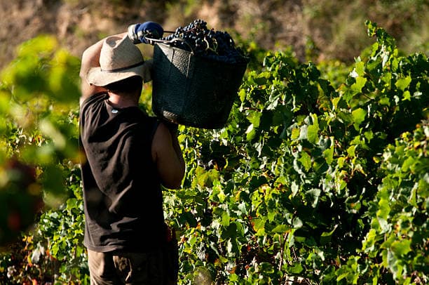 Traveler harvesting grapes in a vineyard